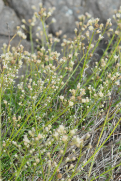 San Simeon baccharis, stems and inflorescences, near Arroyo de la Cruz, 11 Aug 2011. Photograph © Chris Winchell. San Simeon baccharis, stems and inflorescences, near Arroyo de la Cruz, 11 Aug 2011. Photograph © Chris Winchell.